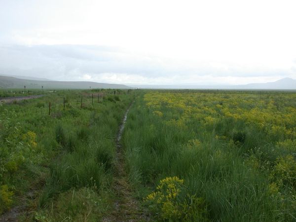 Dyers Woad