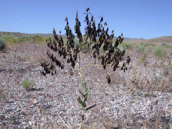 Dyers Woad