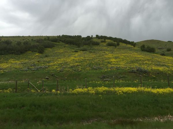 Dyers Woad