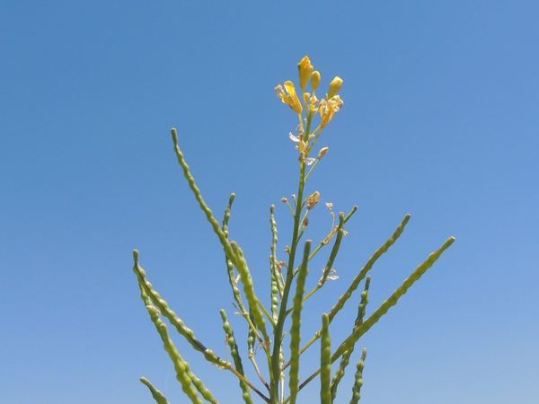 Elongated Mustard