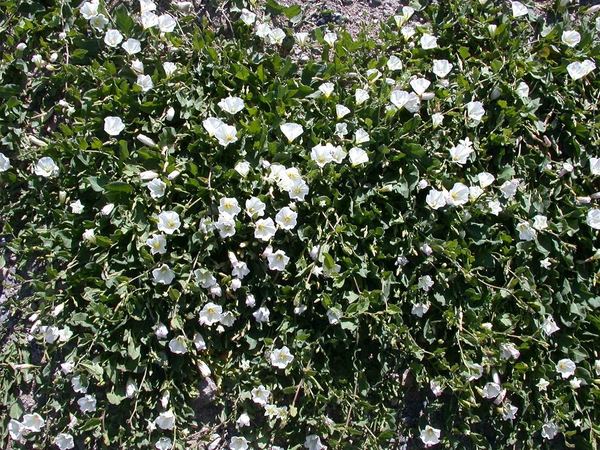 Field Bindweed