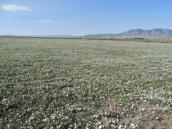 Field Bindweed