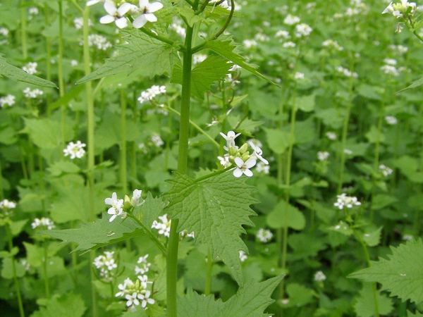 Garlic Mustard