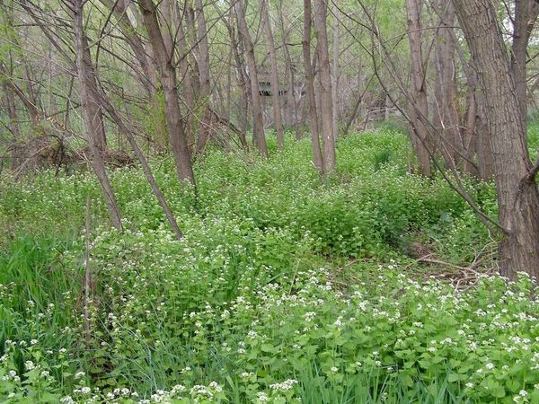 Garlic Mustard