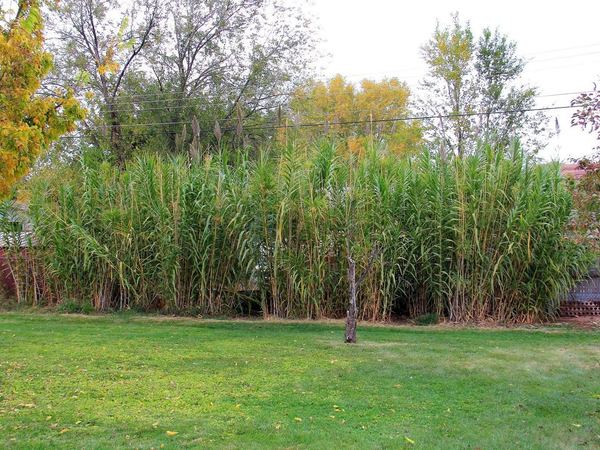 Giant Reed