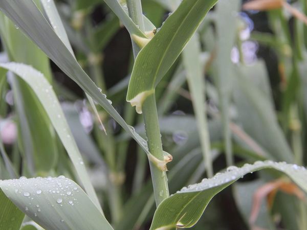 Giant Reed