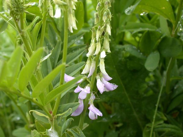 Goatsrue