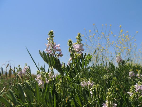 Goatsrue