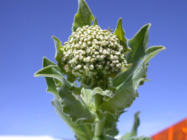 Hoary Cress