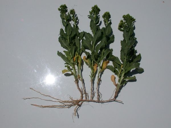 Hoary Cress