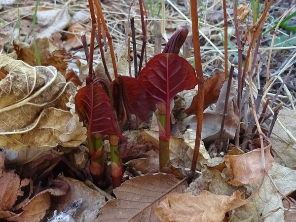 Japanese Knotweed