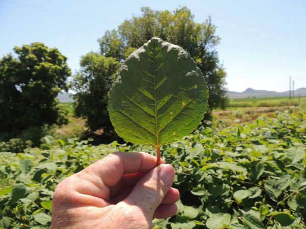 Japanese Knotweed