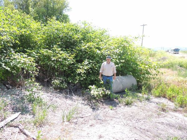 Japanese Knotweed