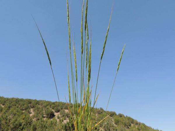 Jointed Goatgrass