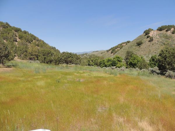 Jointed Goatgrass