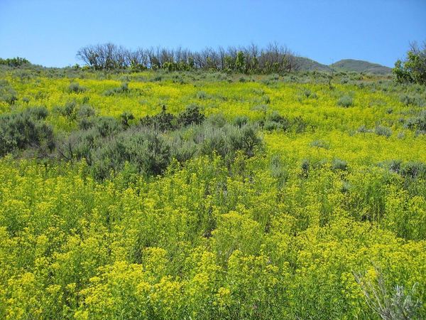 Leafy Spurge