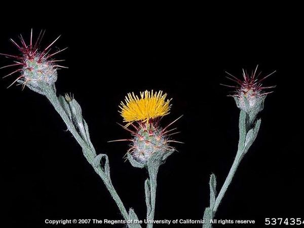 Malta Starthistle