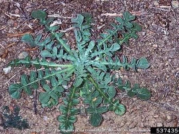 Malta Starthistle