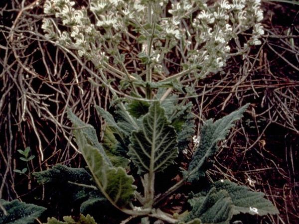 Mediterranean Sage