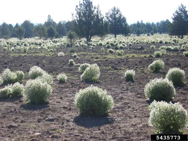 Mediterranean Sage