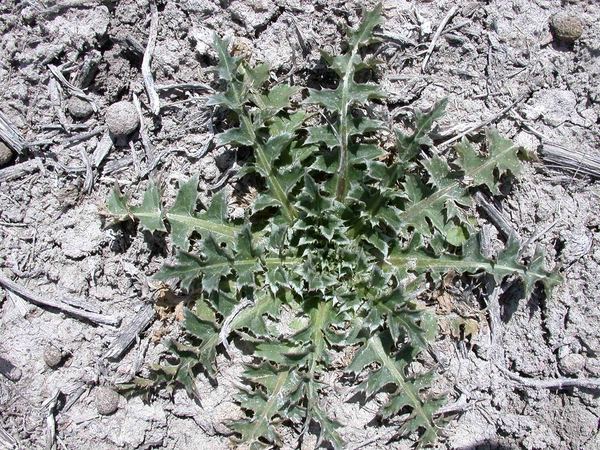 Musk Thistle