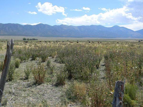 Musk Thistle