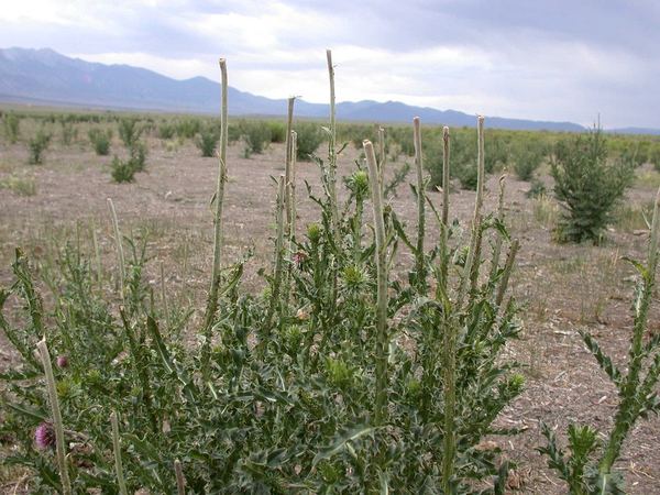 Musk Thistle