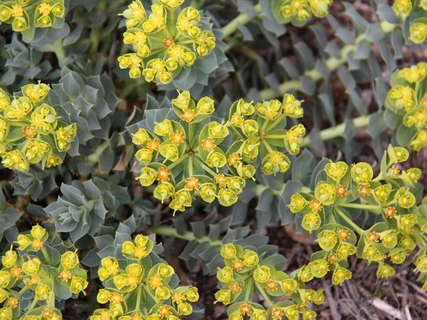 Myrtle Spurge