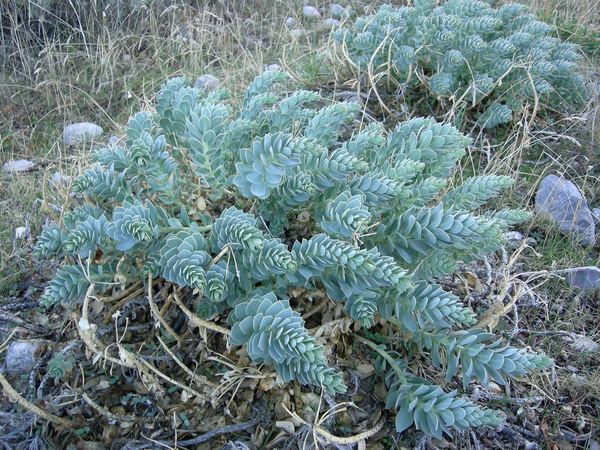 Myrtle Spurge