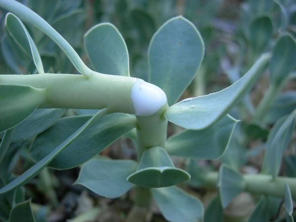 Myrtle Spurge