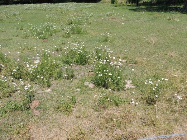 Oxeye Daisy