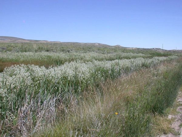 Perennial Pepperweed