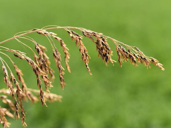 Perennial Sorghum Species