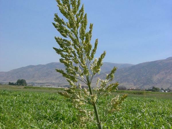 Perennial Sorghum Species