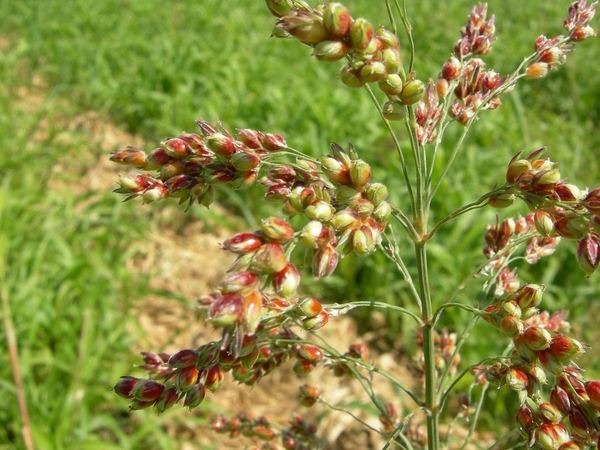 Perennial Sorghum Species