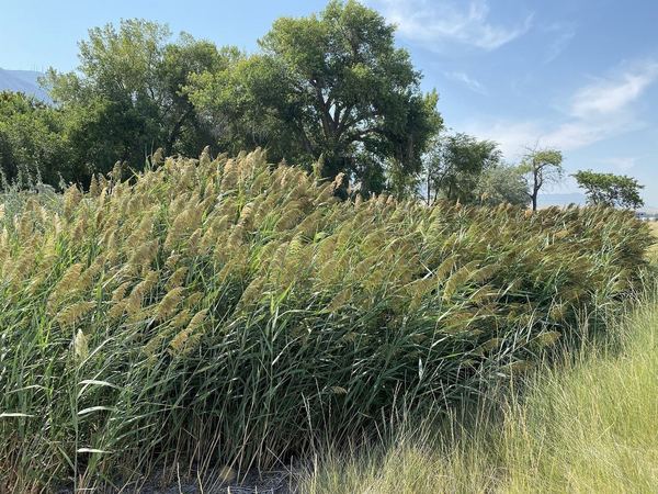 Phragmites