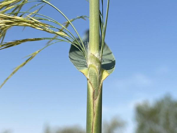 Phragmites