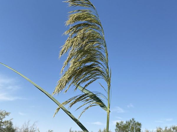 Phragmites