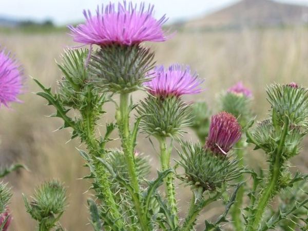 Plumeless Thistle