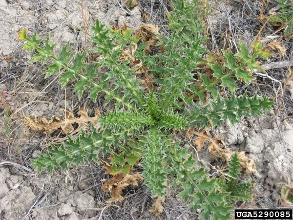 Plumeless Thistle