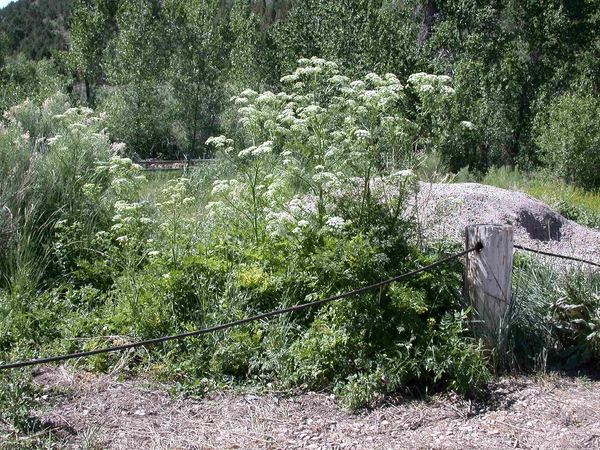 Poison Hemlock