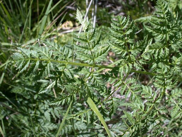 Poison Hemlock
