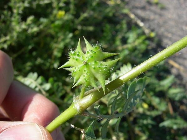 Puncturevine