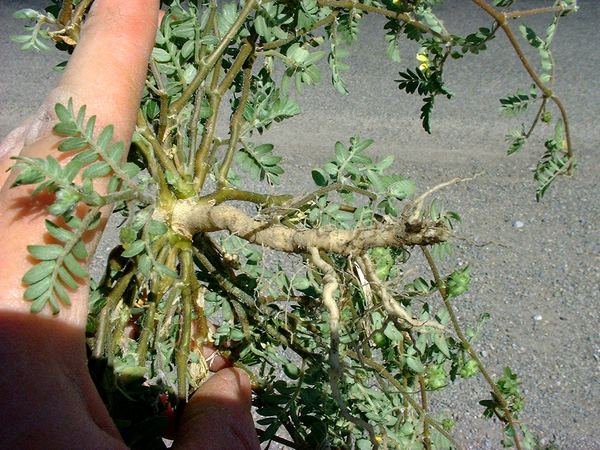 Puncturevine
