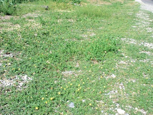 Puncturevine