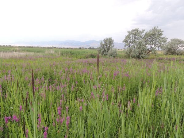 Purple Loosestrife