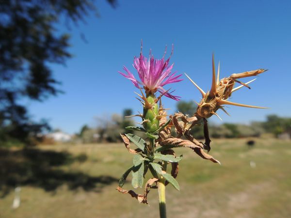 Purple Starthistle