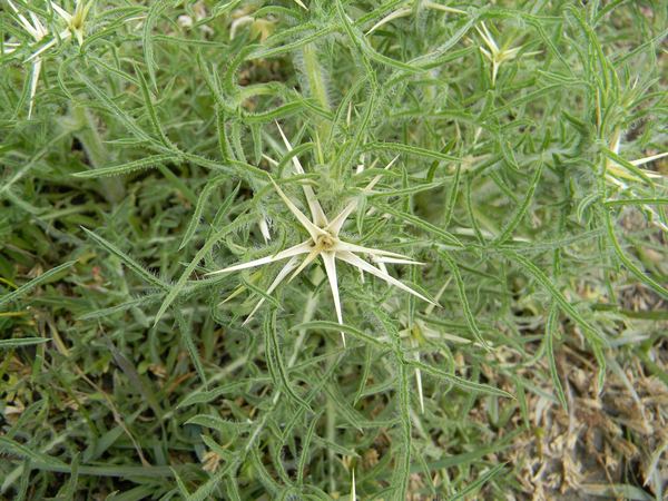 Purple Starthistle