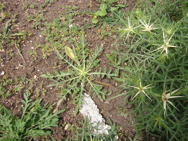 Purple Starthistle