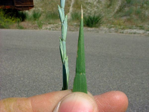 Quackgrass
